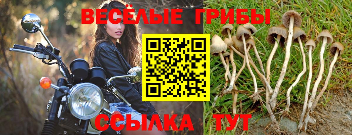Галлюциногенные грибы Psilocybine cubensis Партизанск